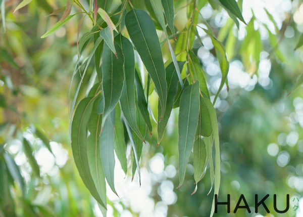 Cây Bạch Đàn Chanh. Eucalyptus maculata Hool - Cây Thuốc Nam Quanh Ta